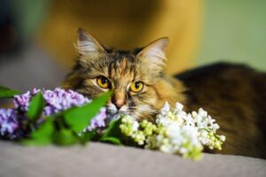 koty kochają wiosnę