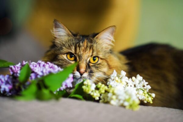 koty kochają wiosnę