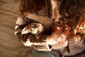 kot jako zwierzę wsparcia emocjonalnego