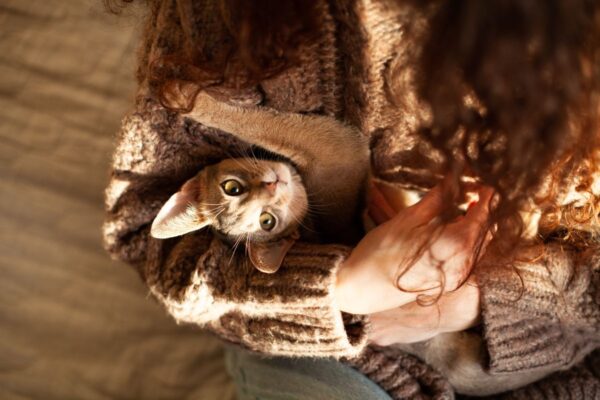 kot jako zwierzę wsparcia emocjonalnego