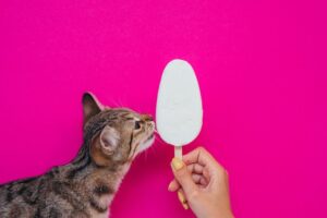 Czego naprawdę chce kot? Konia z rzędem temu, kto umie odpowiedzieć na to pytanie! Nasi tajemniczy pupile potrafią być dla nas prawdziwą zagadką