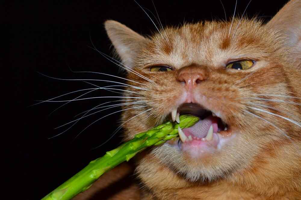 kot je szparagi (1).jpg