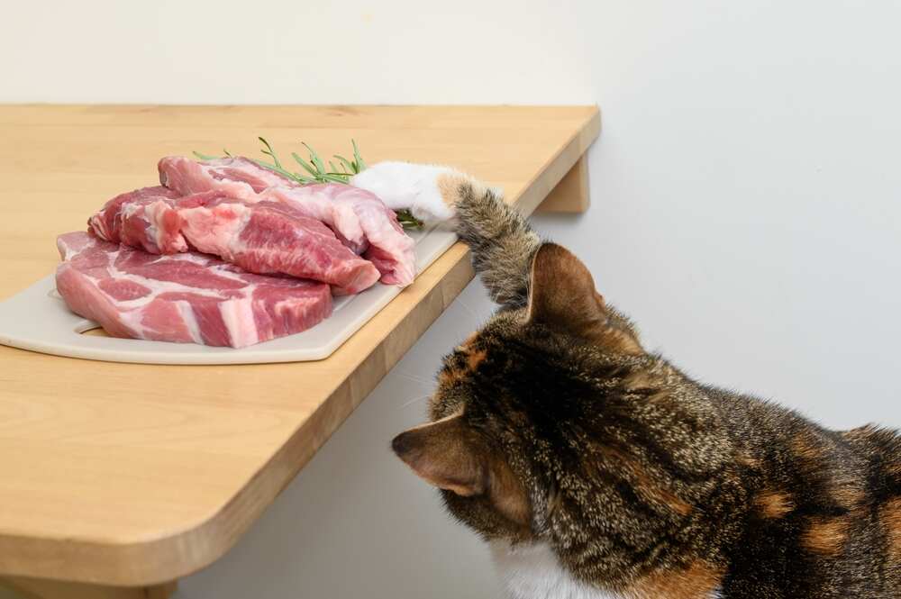 kot je wieprzowinę mięso (1).jpg