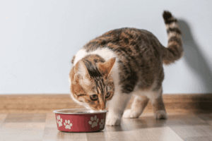 kot je plecami do ściany