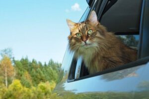 czym karmić kota w podróży