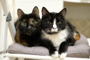 kot jest optymistą czy pesymistą