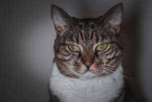 kot jest psychopatą