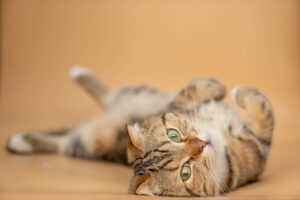 kot jest rozpieszczony