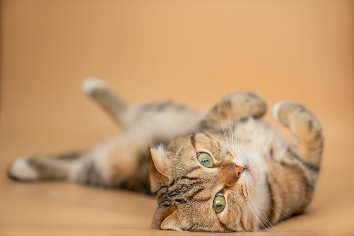 kot jest rozpieszczony