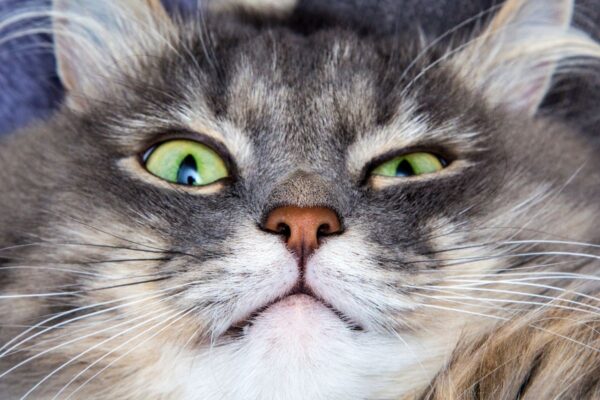 jak miauczy kot w różnych językach