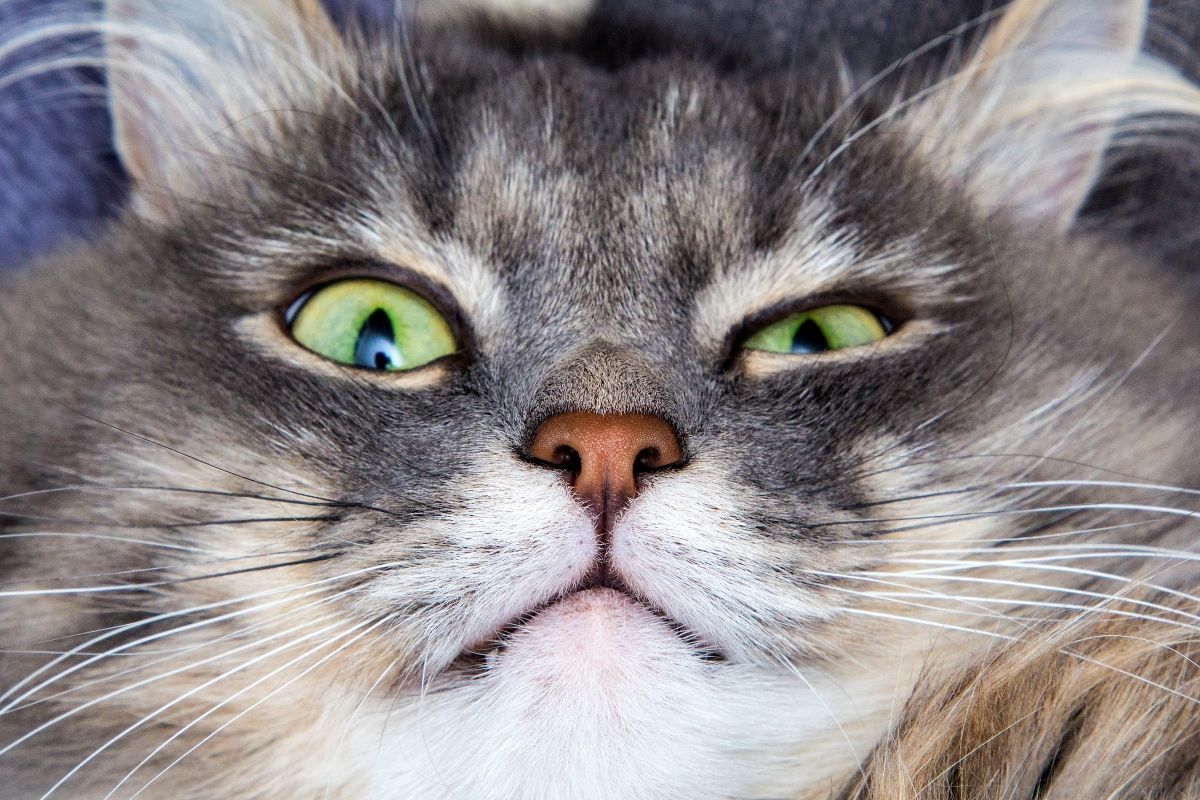 jak miauczy kot w różnych językach