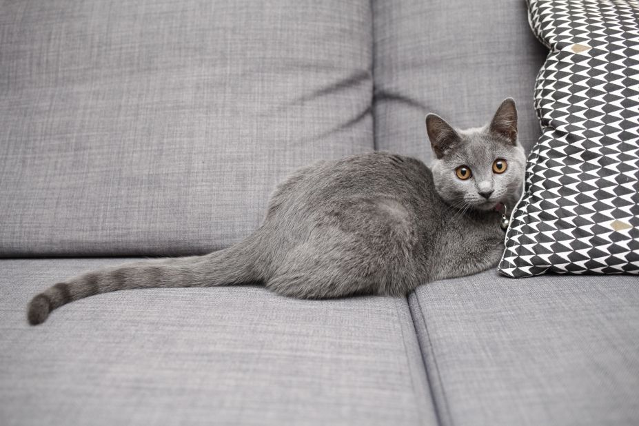 kot kartuski koty z długimi ogonami