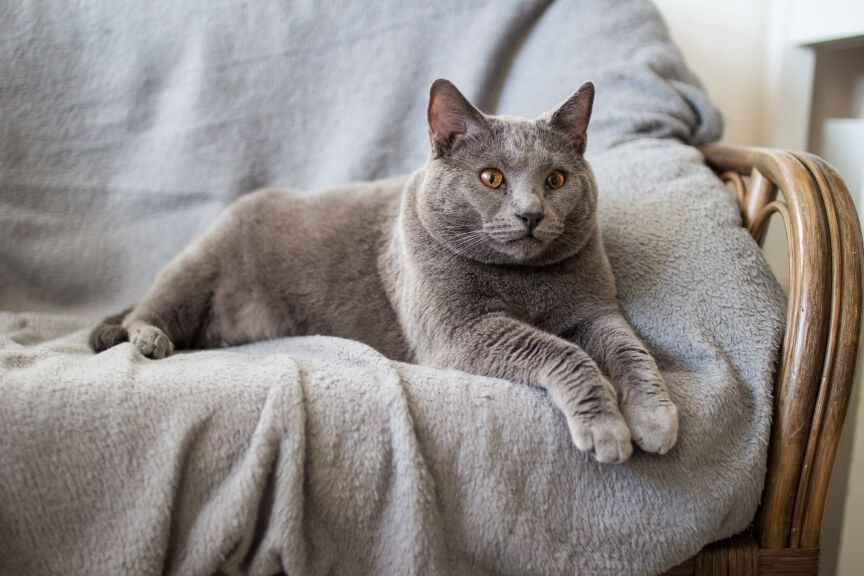 kot kartuski rasy dla zestresowanych