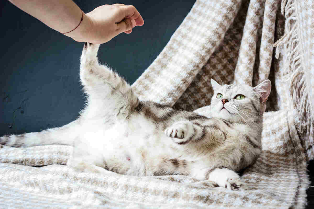 kot kopie tylnymi łapami (1)