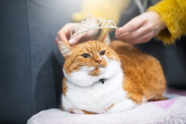 jesteś kocim sługą