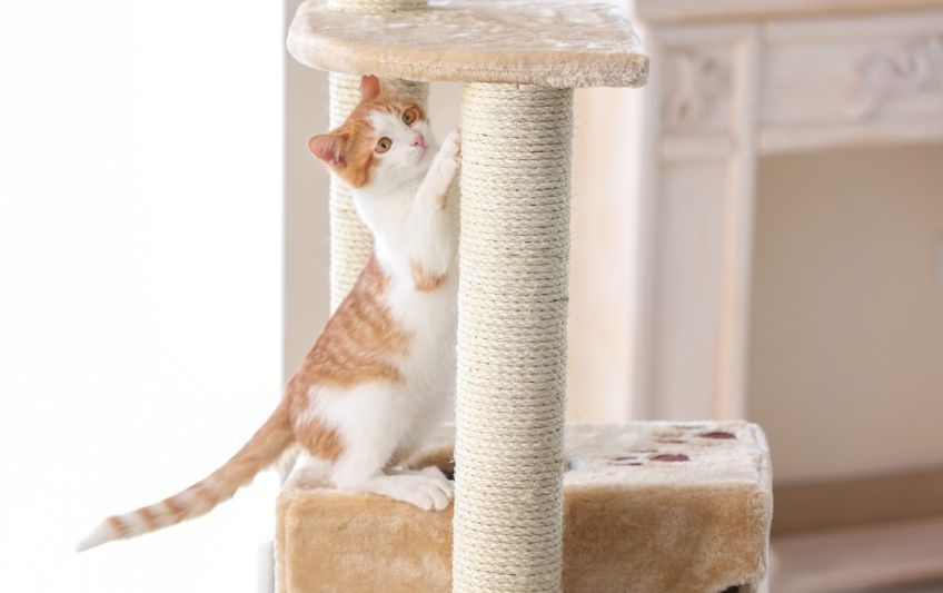 jak zachęcić kota do korzystania z drapaka
