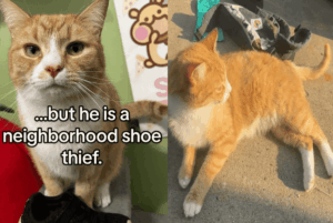 kot kradnie buty nike