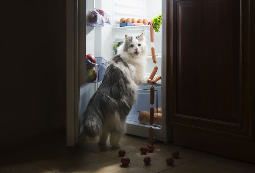 kot kradnie jedzenie