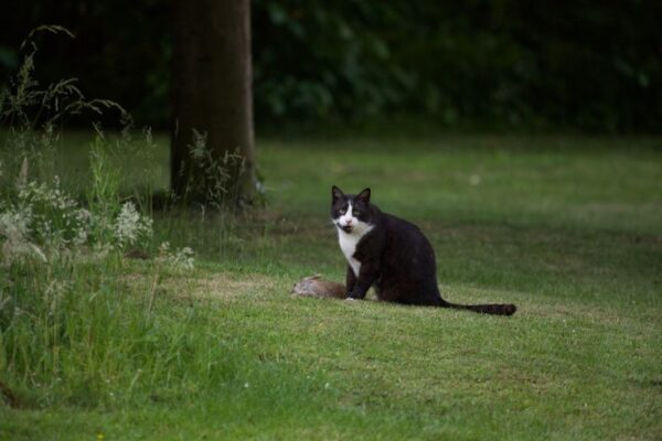 rosjanin zginął strzelając do kota