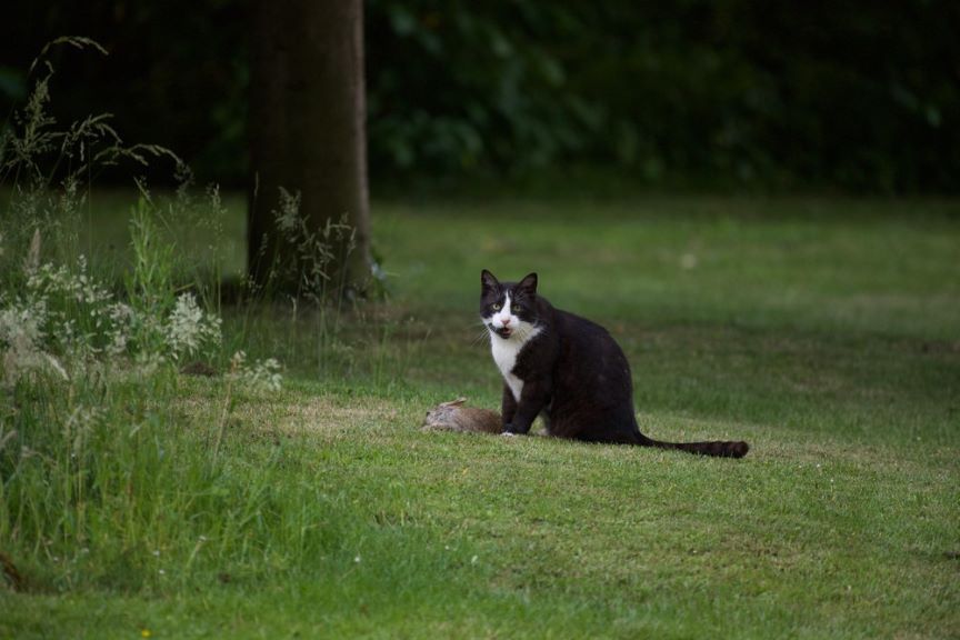 rosjanin zginął strzelając do kota