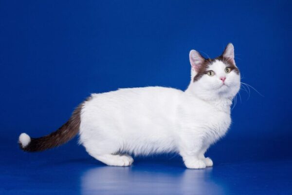 koty z krótkimi nogami