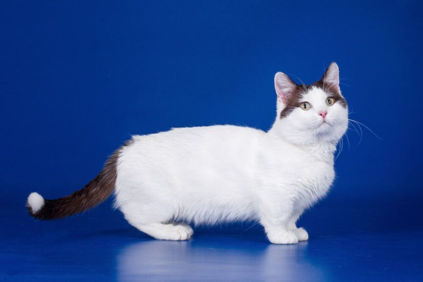 koty z krótkimi nogami