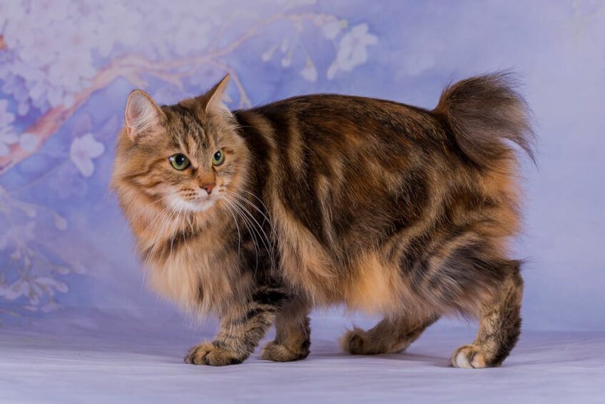 kot kurylski bobtail