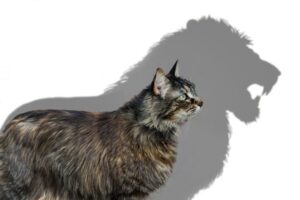 koty to neurotyczne lwy