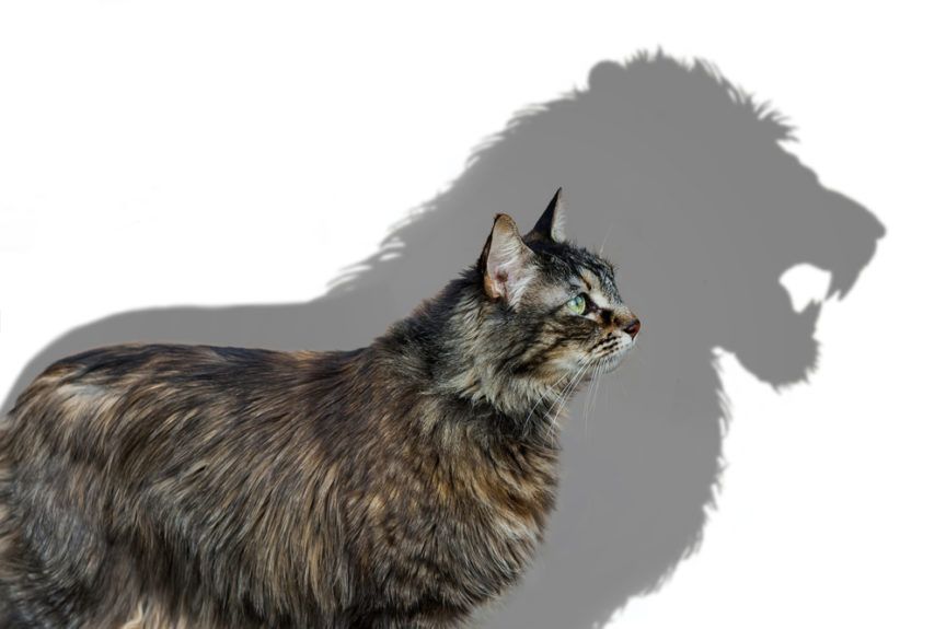 koty to neurotyczne lwy