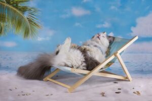 kot leżak opalanie