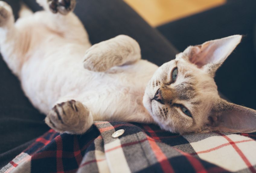 kot leży na człowieku