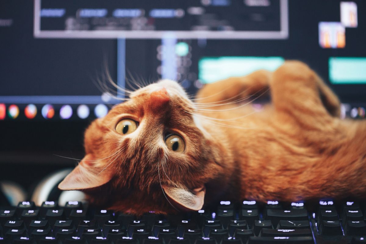 kot oskarżony o paraliż systemu w USA