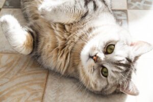 kot nie może schudnąć