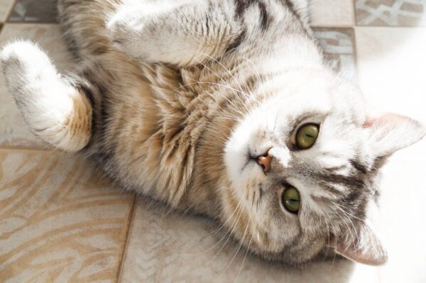 kot nie może schudnąć