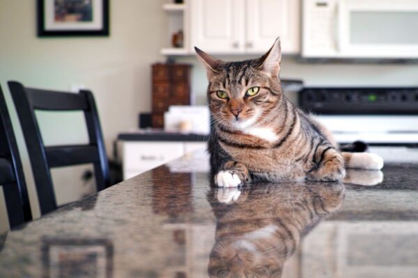 kot wchodzi na stół