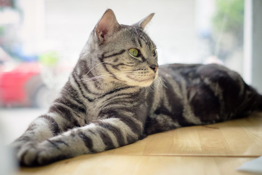 kot leży na stole