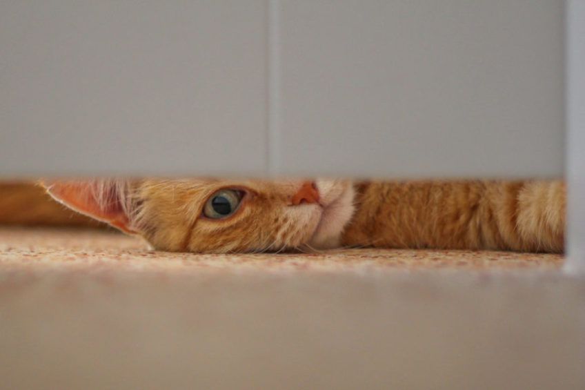 kot za zamkniętymi drzwiami