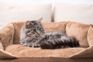 jak nauczyć kota spania w legowisku