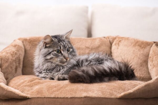 jak nauczyć kota spania w legowisku