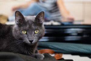 koty wiedzą kiedy wyjeżdżamy