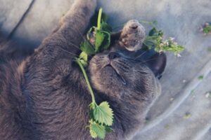 kocimiętka w doniczce