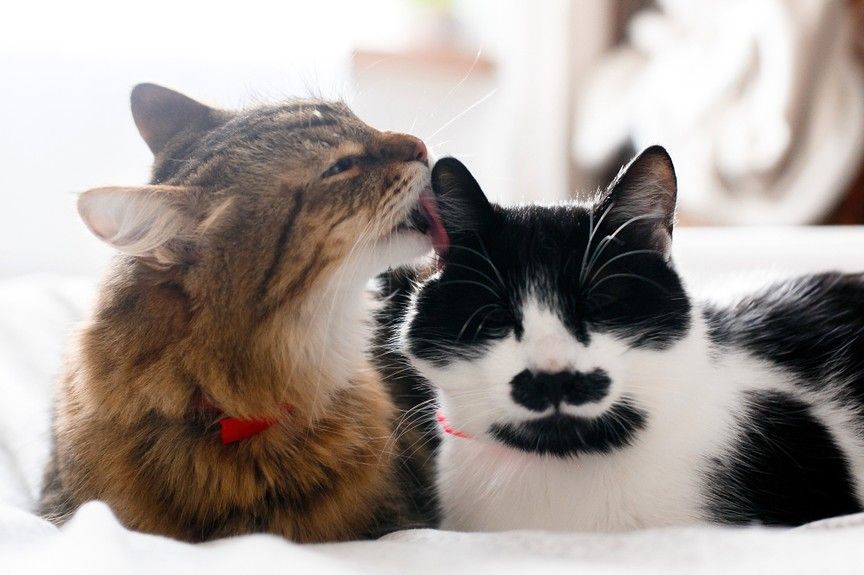 czy koty się lubią