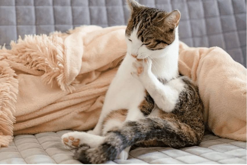 kotu łysieją łapy