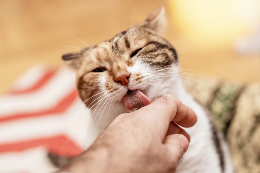 liżą, gdy drapiesz je po plecach