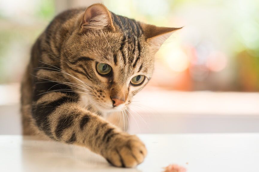 koty uwielbiają jeść sponsor