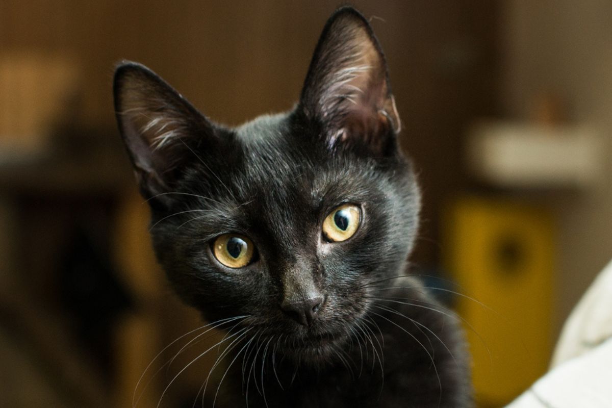 kot o imieniu Lucyfer