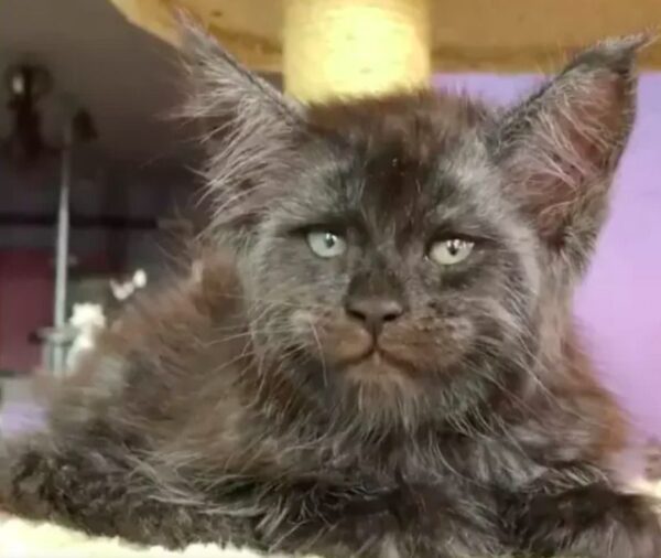 kot z ludzką twarzą