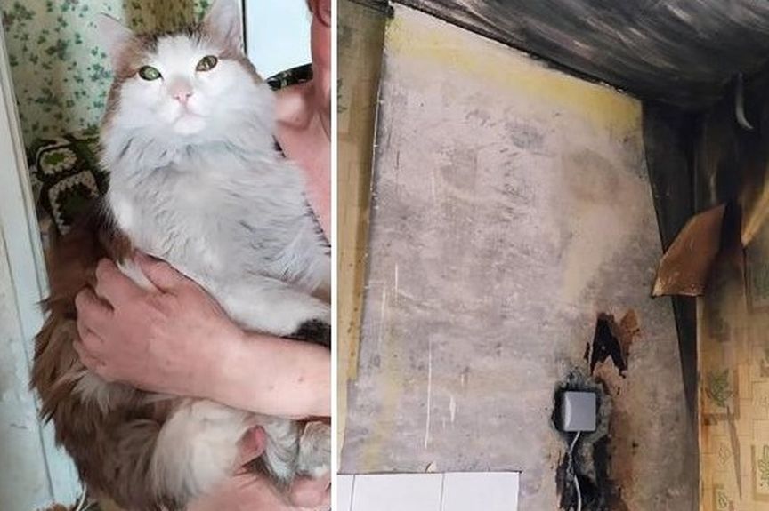 kot uratował opiekunkę