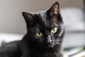 kot łysieje nad oczami