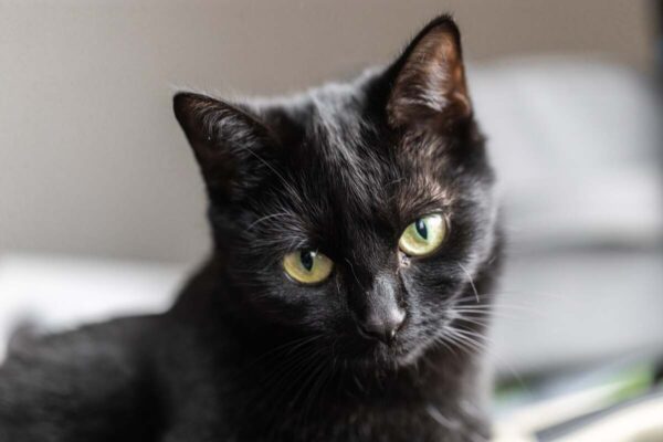 kot łysieje nad oczami